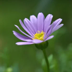 Formación presencial de Coordinación de Trabajo Corporal Bioenergético