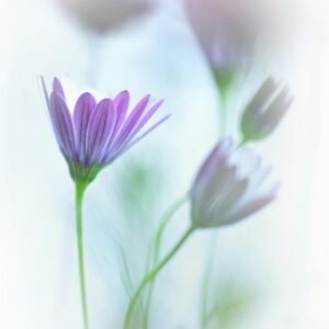 Grupo anual de Bioinvestigación