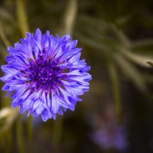 Cósmosis en Uruguay