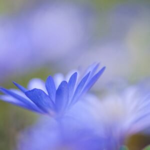 Formación online de Coordinación de Trabajo Corporal Bioenergético